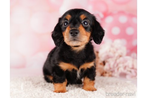 成約済の千葉県のミニチュアダックスフンド(ロングヘアード)-284664の6枚目