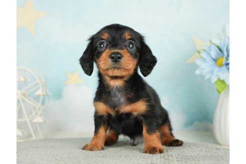 成約済の千葉県のミニチュアダックスフンド(ロングヘアード)-284665の10枚目