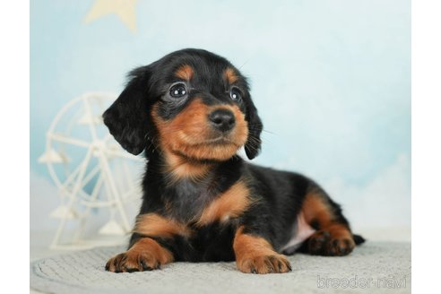 成約済の千葉県のミニチュアダックスフンド(ロングヘアード)-284665の5枚目