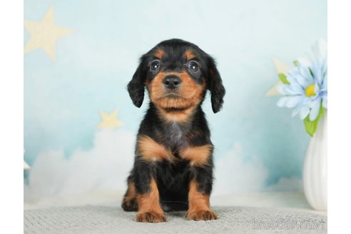 成約済の千葉県のミニチュアダックスフンド(ロングヘアード)-284665の1枚目