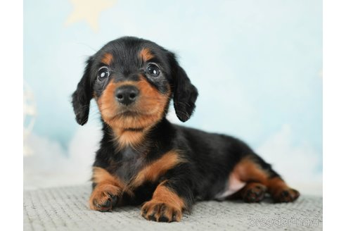 成約済の千葉県のミニチュアダックスフンド(ロングヘアード)-284665の8枚目