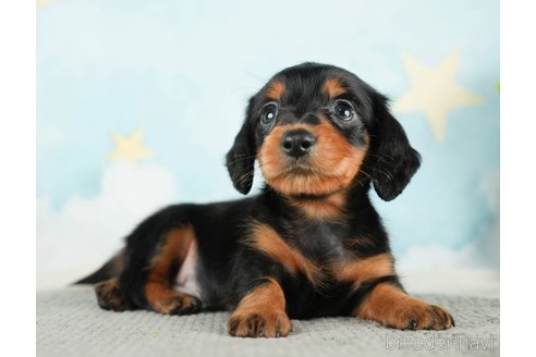 成約済の千葉県のミニチュアダックスフンド(ロングヘアード)-284665の4枚目