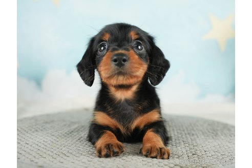 成約済の千葉県のミニチュアダックスフンド(ロングヘアード)-284665の3枚目