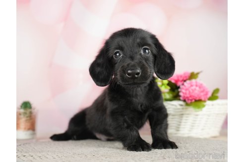 成約済の千葉県のミニチュアダックスフンド(ロングヘアード)-284667の1枚目
