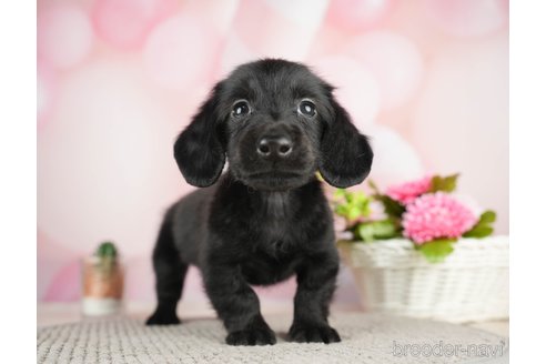 成約済の千葉県のミニチュアダックスフンド(ロングヘアード)-284667の10枚目