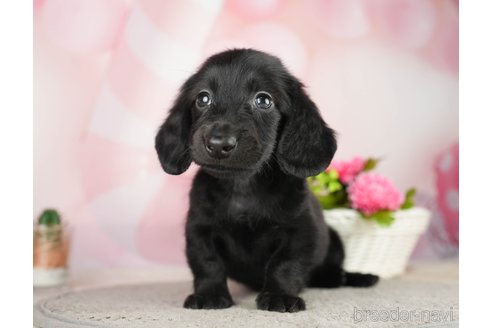 成約済の千葉県のミニチュアダックスフンド(ロングヘアード)-284667の5枚目