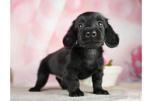 成約済の千葉県のミニチュアダックスフンド(ロングヘアード)-284667の6枚目