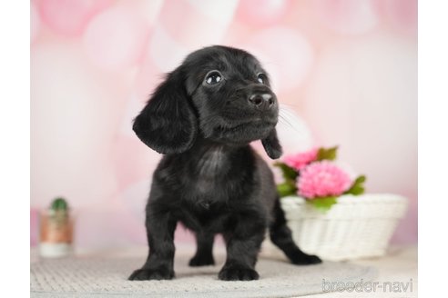 成約済の千葉県のミニチュアダックスフンド(ロングヘアード)-284667の7枚目