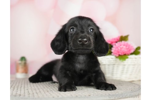 成約済の千葉県のミニチュアダックスフンド(ロングヘアード)-284667の8枚目