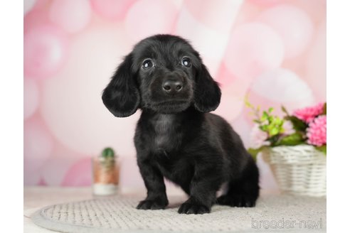 成約済の千葉県のミニチュアダックスフンド(ロングヘアード)-284667の9枚目