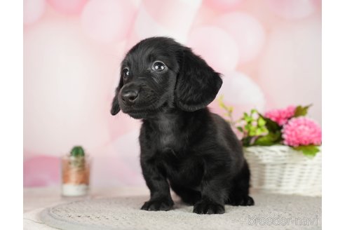成約済の千葉県のミニチュアダックスフンド(ロングヘアード)-284667の2枚目