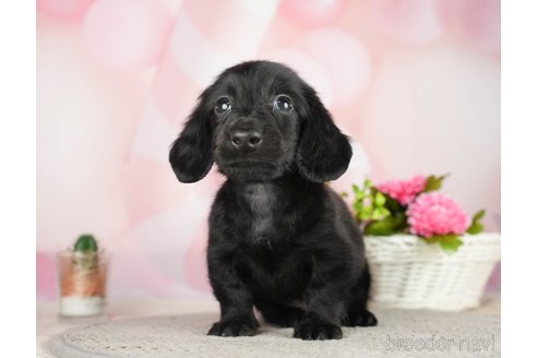 成約済の千葉県のミニチュアダックスフンド(ロングヘアード)-284667の3枚目