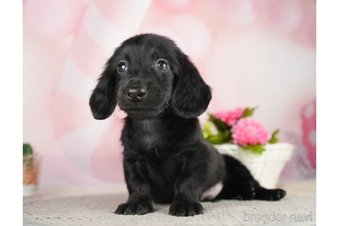 成約済の千葉県のミニチュアダックスフンド(ロングヘアード)-284667の4枚目