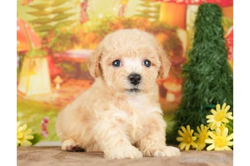 成約済の千葉県のビションプー:ビションフリーゼ×トイプードル-284668の7枚目