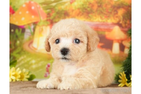 成約済の千葉県のビションプー:ビションフリーゼ×トイプードル-284668の8枚目