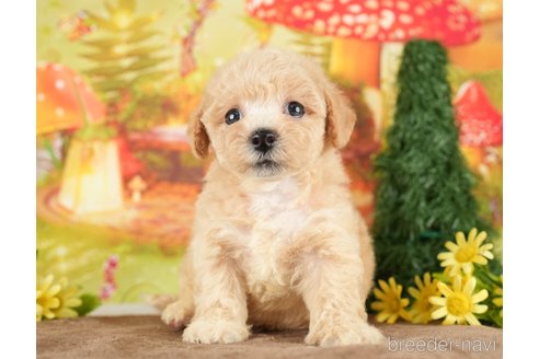 成約済の千葉県のビションプー:ビションフリーゼ×トイプードル-284668の9枚目