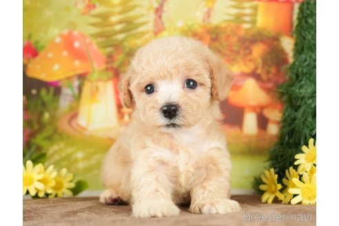 成約済の千葉県のビションプー:ビションフリーゼ×トイプードル-284668の1枚目