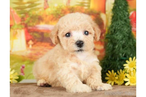 成約済の千葉県のビションプー:ビションフリーゼ×トイプードル-284668の10枚目