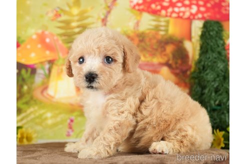 成約済の千葉県のビションプー:ビションフリーゼ×トイプードル-284668の2枚目