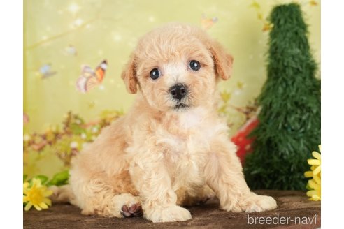 成約済の千葉県のビションプー:ビションフリーゼ×トイプードル-284668の3枚目