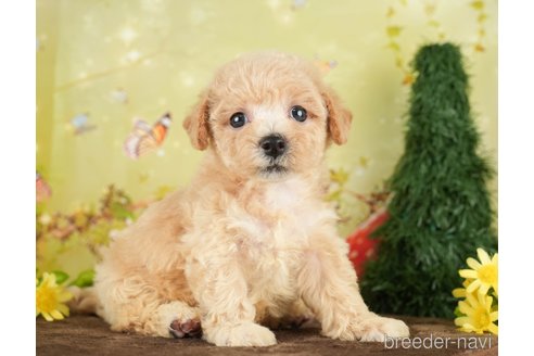 成約済の千葉県のビションプー:ビションフリーゼ×トイプードル-284668の5枚目