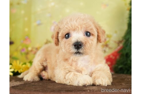 成約済の千葉県のビションプー:ビションフリーゼ×トイプードル-284668の4枚目