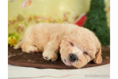 成約済の千葉県のビションプー:ビションフリーゼ×トイプードル-284668の6枚目