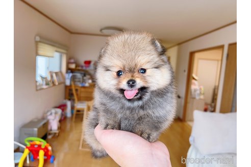 成約済の岐阜県のポメラニアン-281379の15枚目