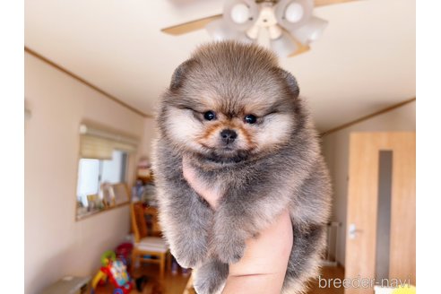 成約済の岐阜県のポメラニアン-282718の12枚目