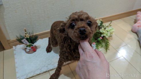 成約済の広島県のタイニープードル-279767の14枚目