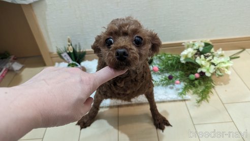 成約済の広島県のタイニープードル-279767の13枚目