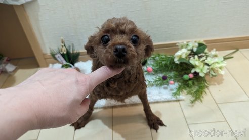成約済の広島県のタイニープードル-279767の11枚目