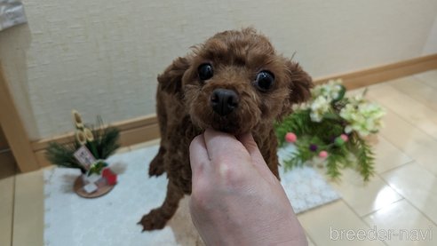 成約済の広島県のタイニープードル-279767の12枚目