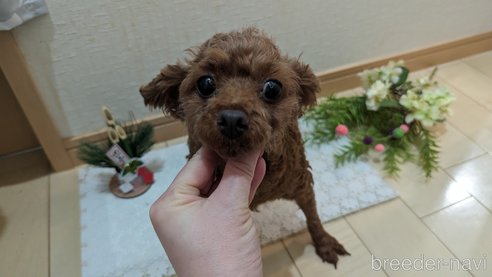 成約済の広島県のタイニープードル-279767の5枚目