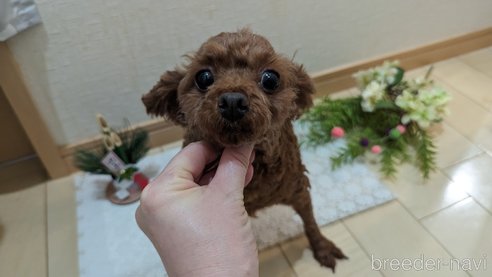 成約済の広島県のタイニープードル-279767の4枚目