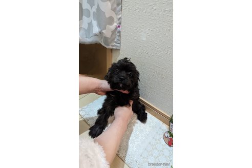 成約済の広島県のチワプー:チワワ×トイプードル-271215の110枚目
