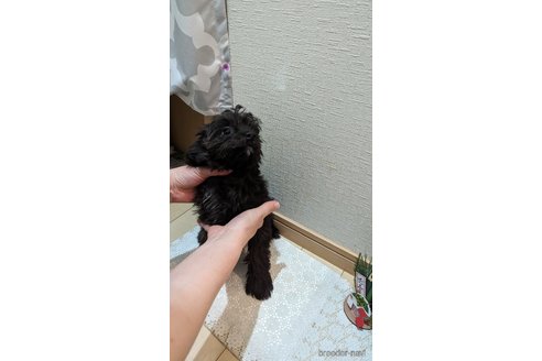 成約済の広島県のチワプー:チワワ×トイプードル-271215の111枚目