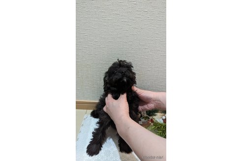 成約済の広島県のチワプー:チワワ×トイプードル-271215の112枚目