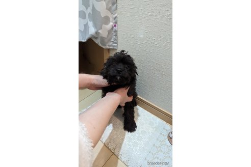 成約済の広島県のチワプー:チワワ×トイプードル-271215の108枚目