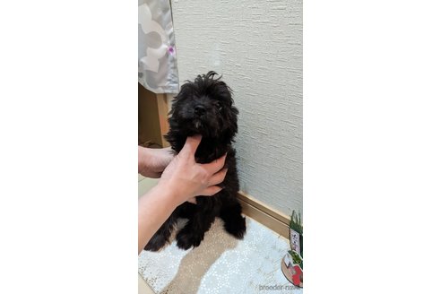 成約済の広島県のチワプー:チワワ×トイプードル-271215の106枚目