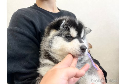 成約済の三重県のシベリアンハスキー-284164の11枚目