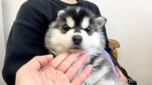 成約済の三重県のシベリアンハスキー-284164の1枚目