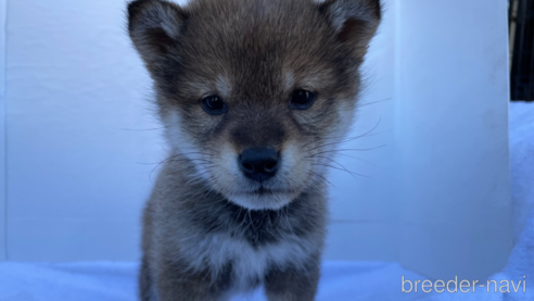 成約済の広島県の柴犬-278803