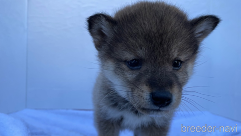 成約済の広島県の柴犬-278802