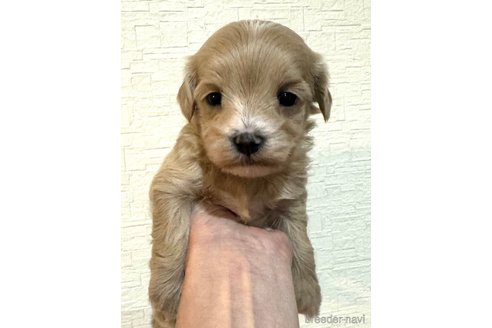 成約済の埼玉県のマルプー:マルチーズ×トイプードル-281604の25枚目