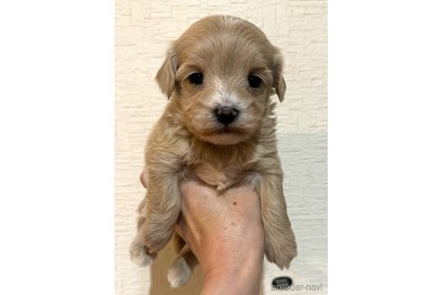 成約済の埼玉県のマルプー:マルチーズ×トイプードル-281604の23枚目