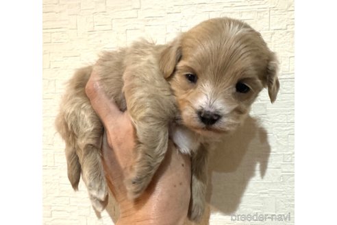 成約済の埼玉県のマルプー:マルチーズ×トイプードル-281604の21枚目