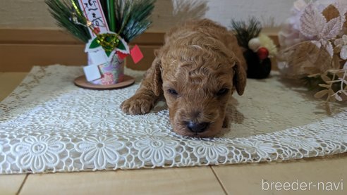 成約済の広島県のトイプードル-284145の85枚目