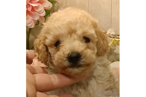 成約済の愛知県のティーカッププードル-284778の5枚目