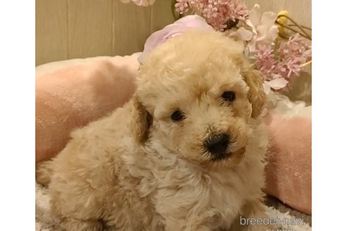 成約済の愛知県のティーカッププードル-284778の4枚目
